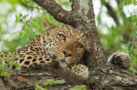 Astonishing Facts About Amur Leopards The Worlds Rarest Big Cats