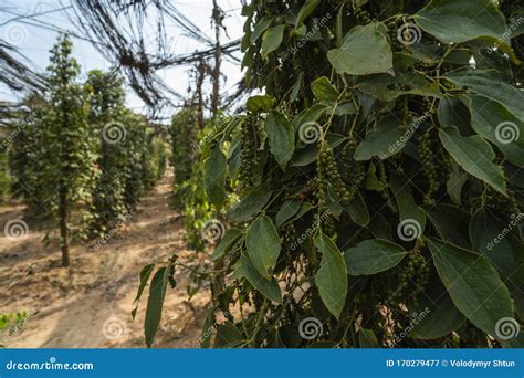 Black Pepper Plants Growing On Plantation In Asia Ripe Green Peppers