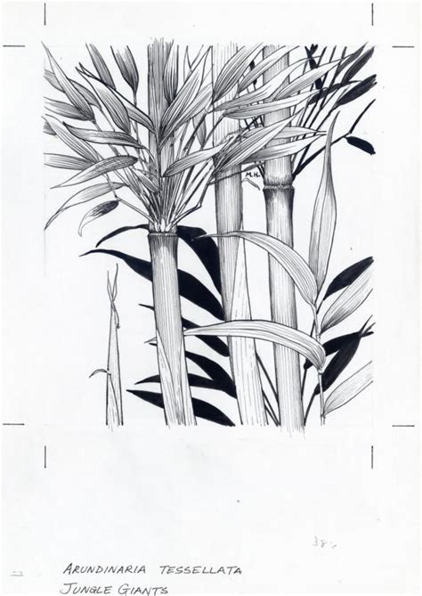 Bamboo Grove Photo: Bamboo Drawing