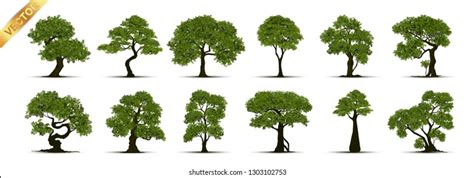 Collection Realistic Trees Isolated On White Stock Vector Royalty Free