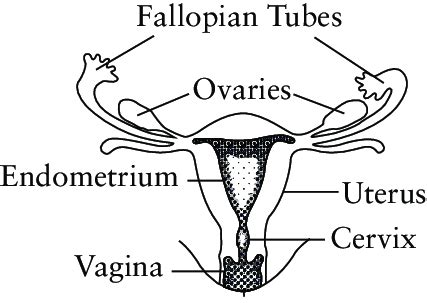 The Anatomy Of The Female Reproductive System Download Scientific