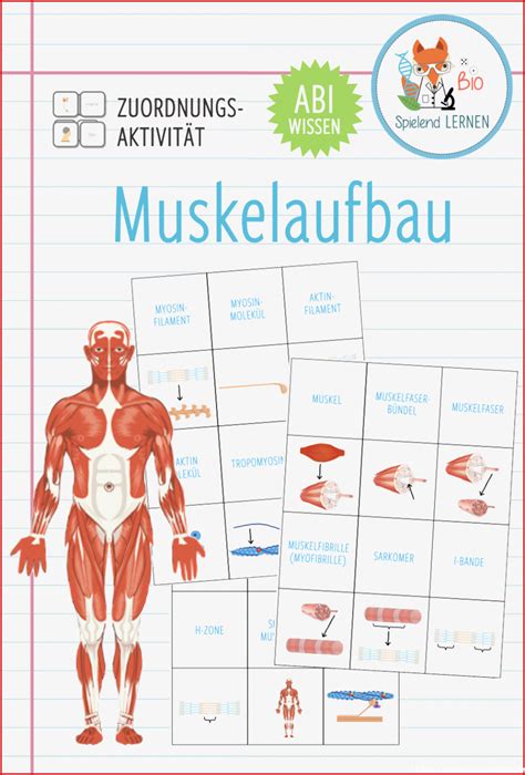 Arbeitsblatt Muskeln Des Menschen Biologie Anatomie Physiologie My