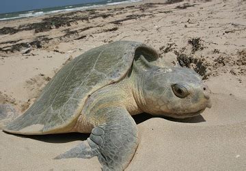 10 Oldest Sea Turtles In The World Oldest Org 2022