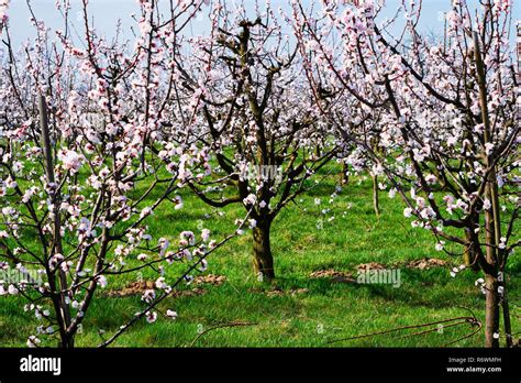 Apricot Tree In Bloom Stock Photo Alamy