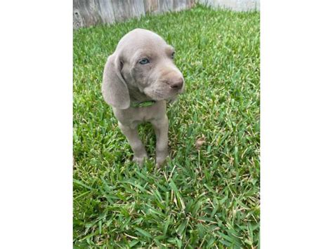 The blue weimaraner has a distinct charcoal gray colored coat. Blue and grey Weimaraner puppies in Houston, Texas ...