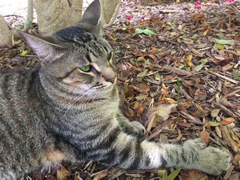 My grandfather's famous quote was 'courage is grace under pressure,' but i think this is taking it too far, said mariel hemingway when she heard that the manager of her family's historic home, the hemingway house in key west, florida, had decided to stay with the 54 cats that live on the. Hemingway's six-toed cats survive Irma, still have nine ...