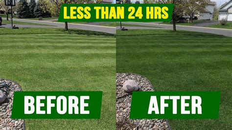 How To Get Your Grass Dark Green In Less Than 24 Hours Youtube