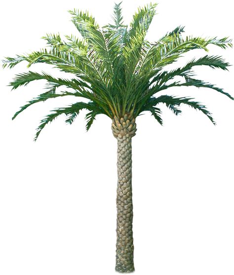 Coconut Tree With Coconut Png Download Coconut Tree Transparent Hq Png