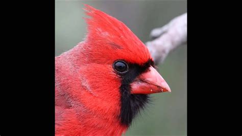 Northern Red Cardinal Singing Youtube