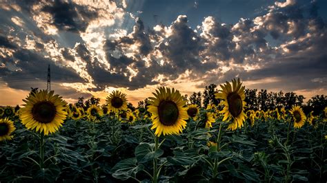 Sunset Nature Sunflower Field Hd Wallpaper