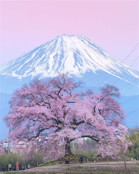 Blooming Sakura Tree At Mount Fuji Japan By Kenji Hashiba