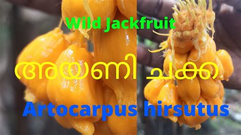 Wild Jackfruit Artocarpus Hirsutus Ayani Chakkalockdown Time Youtube