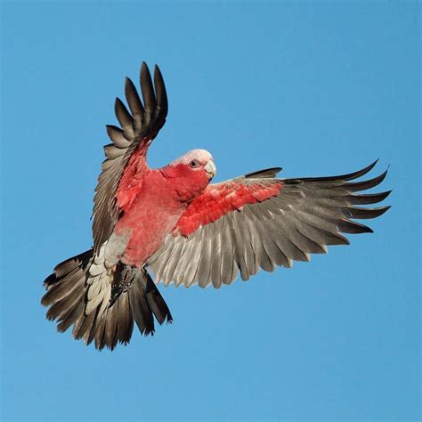 One Of Australias Iconic Birds Pink And Grey Galah Such A Pretty