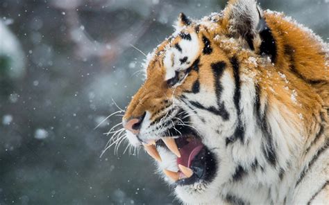 Download Wallpapers Tiger 4k Winter Wildlife Muzzle Predators For