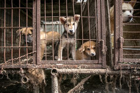 Animal Rescuers Save 170 Dogs From South Korean Canine Meat Farm