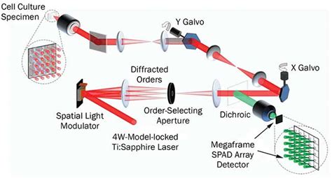 Optics Tunable Lasers To Move Multiphoton Microscopy Forward