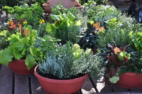 How To Grow Vegetables In Containers Gardeners Path