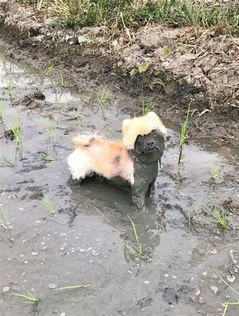 20 Reasons You Should Never Let Your Dog Play In The Mud