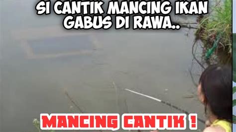 Mancing Ikan Gabus Mancing Cantik Mancing Ambyar Mancing Mania Youtube