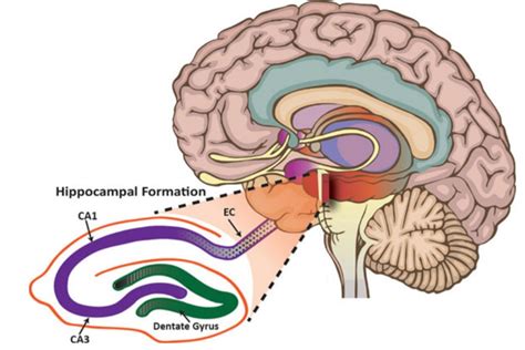 Hippocampus Function Brain Fasrdevelopment