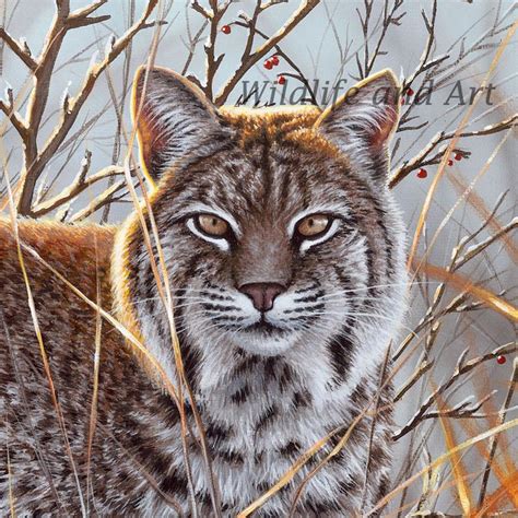 Bobcat Painting At Explore Collection Of Bobcat