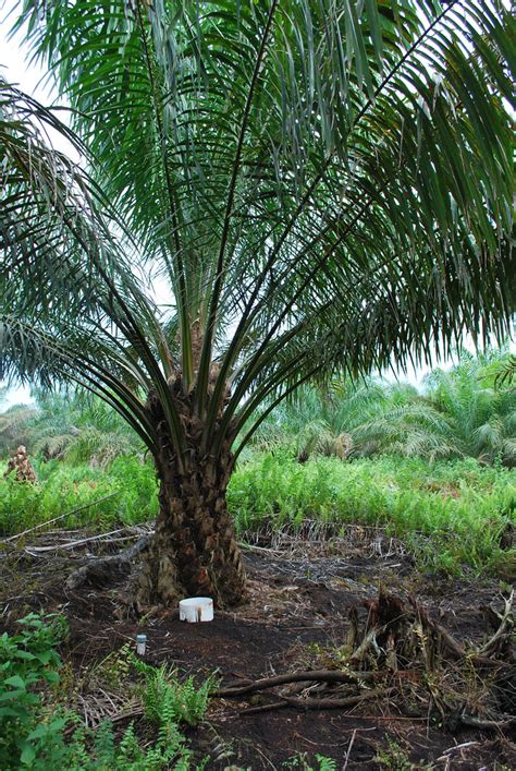 Oil Palm Plantation A Photo On Flickriver