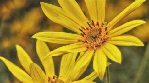 Closeup View Of Yellow Sunroot Flowers In Blur Background 4k Hd Flowers