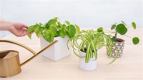 Houseplant Watering A Beginners Guide Mulhalls