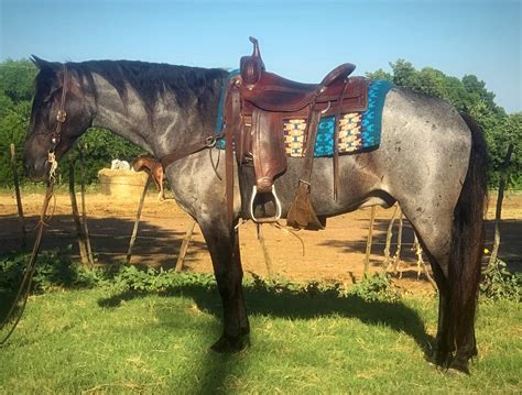 Poco pine, vanny bar, sunny reynolds, bold lighting, lowerery boy 36, red man, blue valentine, plenty try. Awesome Blue Roan Ranch Riding Horse - Gentle For All