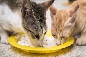 Apa Yang Terjadi Jika Kucing Makan Nasi Ternyata Ini Jawabannya Kenangan Anggora
