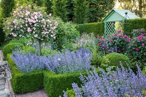 Catmint Walkers Low Is A Perfect Underplanting For An English Rose