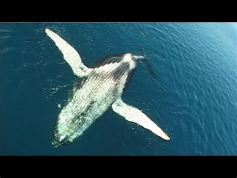 Song of the sea is, in that sense a quiet film, but its serenity doesn't completely make up for its formulaic narrative. Whale Song - YouTube