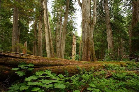 Only 3 Of Bcs Old Growth Forest Is Highly Productive Mammoth Trees