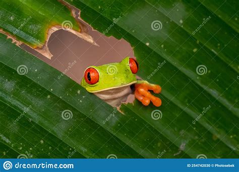 Red Eyed Tree Frog Agalychnis Callidryas Stock Photo Image Of Leaf