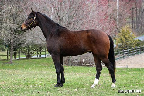 Orion Isf Isf Developing Warmblood Horses Iron Spring Farm