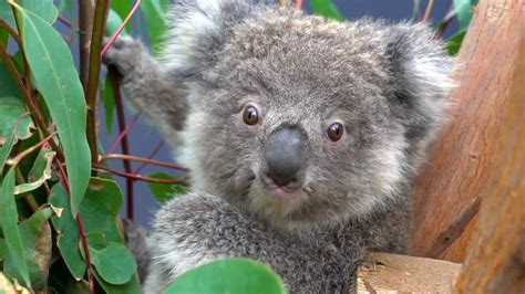 When a baby koala is born, they're very small! Mommy and baby koala healed and released back into the wild