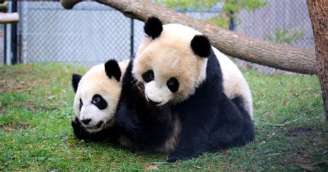 Sneak Peek At New Panda Passage At Calgary Zoo Globalnewsca