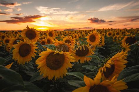 Sunflowers And Country Scene Stock Photo Image Of Nature
