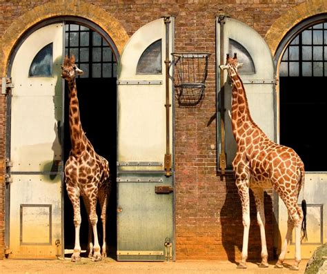 Why Do Giraffes Have Long Necks With Pictures