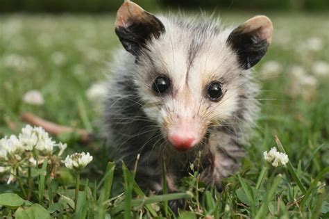 Opossums Wild Animals News And Facts