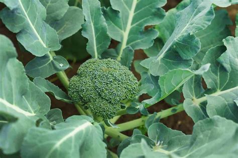 13 Easy Tips For Broccoli Growing And Care Hort Zone