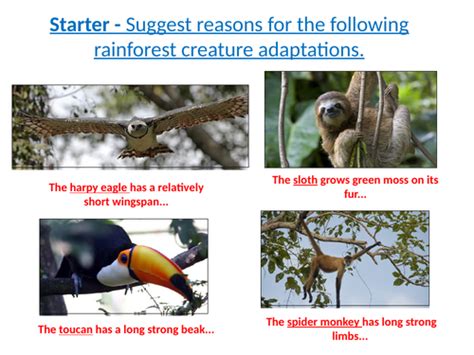 Tropical Rainforests Lesson 4 Animal Adaptations Teaching Resources