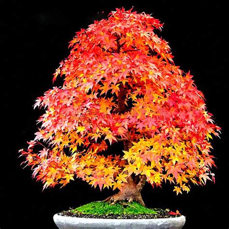 Check spelling or type a new query. egrow 20pcs/bag red maple seeds mini beautiful japanese ...