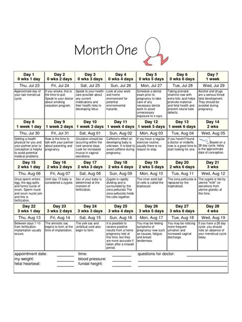 Pregnancy Calendar Week By Week Printable Printable Word Searches