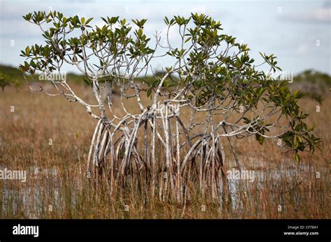 Red Mangrove Florida Everglades National Park Stock Photo Alamy
