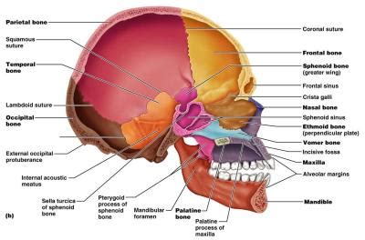 We also cover the ear bones and the hyoid bone.transcript/notesskull. Lab Practical - Skeleton - Anatomy & Physiology 2093c with ...