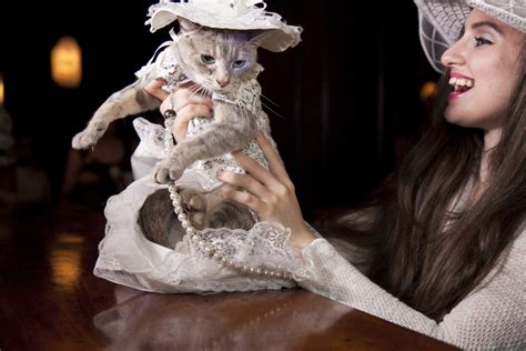 Ummm So An Adorable Cat Fashion Show Happened In Nyc And There Are Pics