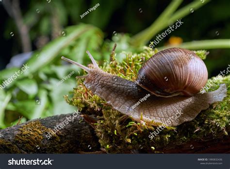 Burgundy Snail Helix Pomatia Escargot Species Stock Photo 1980832436