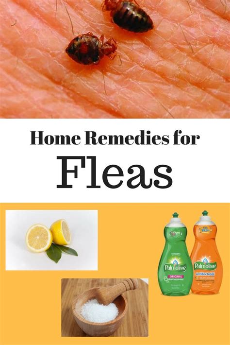 home remedies for fleas with images home remedies for fleas flea remedies home remedies