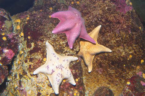 Bat Sea Star Photo Stock Photograph Of A Bat Sea Star Asterina